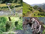 
Upper left: It took 80 minutes to descend from Dolakha to the suspension bridge over the Doni Kosi (800m) and climb briefly to Malepu (880m). Upper right: The trail was fairly flat and easy along the Tamba Kosi, taking another 105 minutes from Malepu (880m) to Piguti (920m). Lower left: I saw what looked like small trees actually walking along the trail, but it turned out to be a couple of women carrying them to their village. Lower right: I stopped to watch playful monkeys running up and down the trees by the side of the trail.
